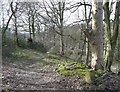 Track to Upper Gatehead Mill, Stainland