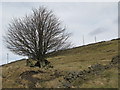 Rowantree Shaft