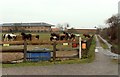 Horses at Orsett Heath