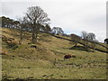 Horse grazing on old mining area