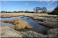 Harkstead saltings