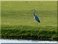 Heron, Broome Manor golf course, Swindon