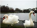 Swans at the Ritchie