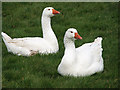 Geese on the village green