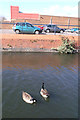 Geese on Canal