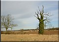 Hidden tree near Bevercotes