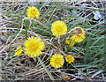 Coltsfoot in flower