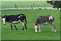 Donkeys at Lower Withington Craft Centre