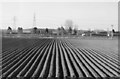 Potato field, Lincolnshire
