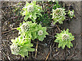 Japanese Butterbur (Petasites japonicus)