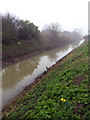 Solitary Daffodils on the Bank of Burstwick Drain