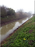 TA1828 : Solitary Daffodils on the Bank of Burstwick Drain by Andy Beecroft
