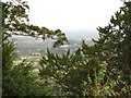 View through the trees over Reigate Heath