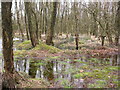 Damp Birch Woodland