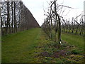 Footpath from Tickham Lane to Norton Road