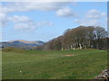 Clump of Trees and View from Roadside