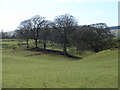 Trees and Mounds