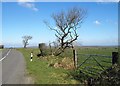 Trees by the B3262