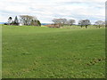 Pasture at Bridgemuir