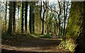 C8629 : Path, Castleroe Wood by Albert Bridge