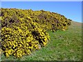 Gorse bank near Morfa