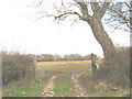 Crop field with the withered remains of last year