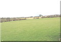 Fields east of the driveway to Collfryn