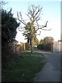 Severely pollarded tree  in Drayton Park