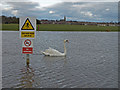 Pond, Auchenharvie Golf Course