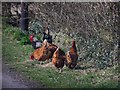 C7113 : Happy hens at Derryork by Kenneth  Allen