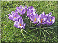 Crocuses, Chase Green, Enfield