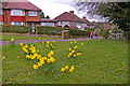 Daffodils beside Cycle Track, Enfield Road, Enfield, EN2