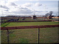 H9957 : Emus, C&J's Rare Breeds Farm,  Derryall Road, Portadown by P Flannagan
