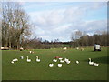 Free-range Geese, Derrycush Road, Portadown