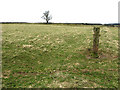 A pasture field near Setthorns