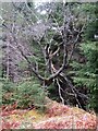NN5955 : Dead tree in Rannoch Forest by Lis Burke