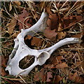 SU2306 : Deer pelvis, South Oakley Inclosure, New Forest by Jim Champion