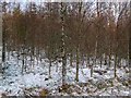 NN6055 : Silver birches in snow by Lis Burke