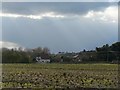 Muscliff: looking across a cabbage field