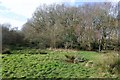 Woodland on Hearsall Common