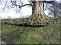 SJ2266 : Root structure on old tree at Gwysaney by John S Turner