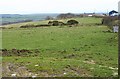 Field near Trewassa