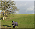 Pantomime Horse at Tarring Neville, East Sussex