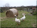 Geese in a field opposite Milstead Primary School