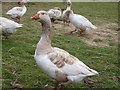 Geese in a field opposite Milstead Primary School