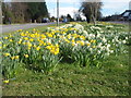 Daffodils, Uppingham Road.