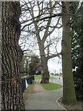 SK6203 : Trees on Goodwood Road, Leicester by Michael Trolove