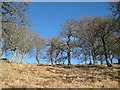 Trees on a bank