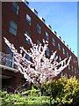 Cherry blossom, Southernhay