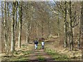 Chisbury Wood